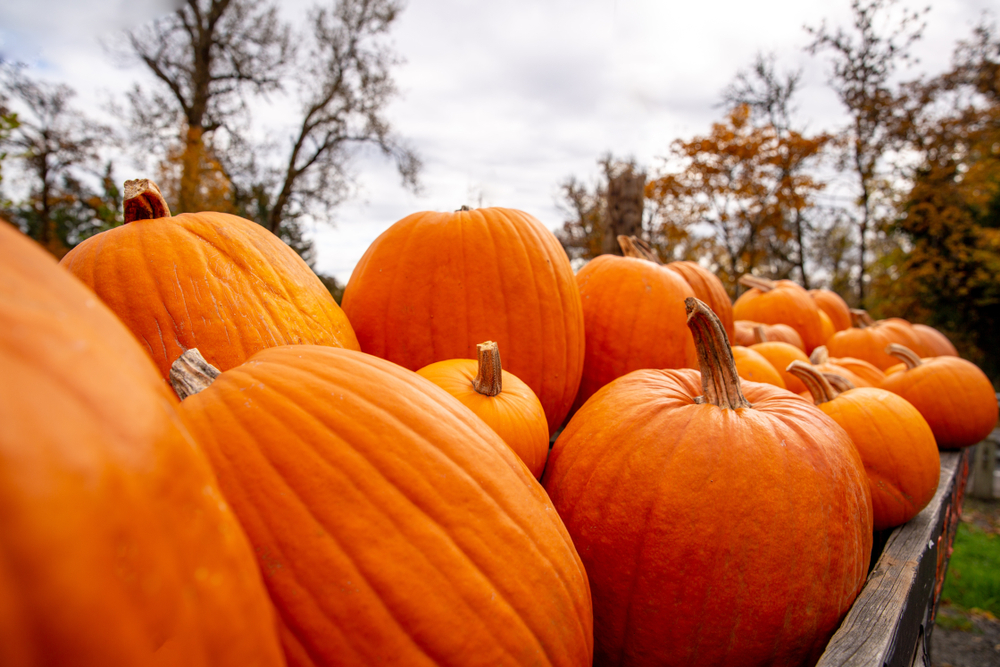 Fresh pumpkins on a truck ready for Halloween. Photographed shallow depth of field